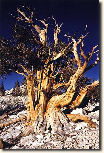 Ancient Brislecone Pine Forest: Bristlecone Pine