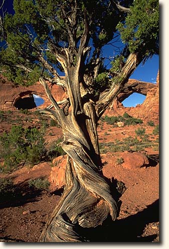 Arches NP : North and South Window