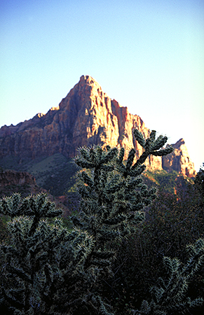 Der Watchman im Sueden des Zion Canyon leuchtet in der Abendsonne. Im Vordergrund eine grosse Kaktee